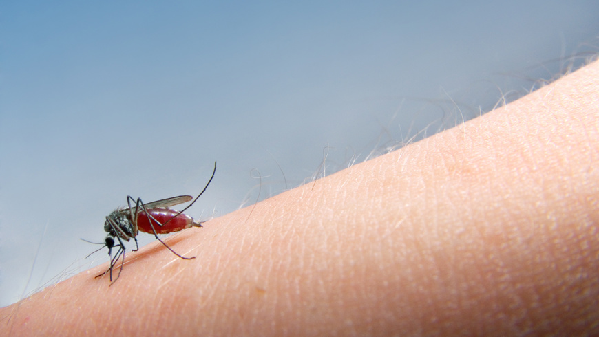 mosquito