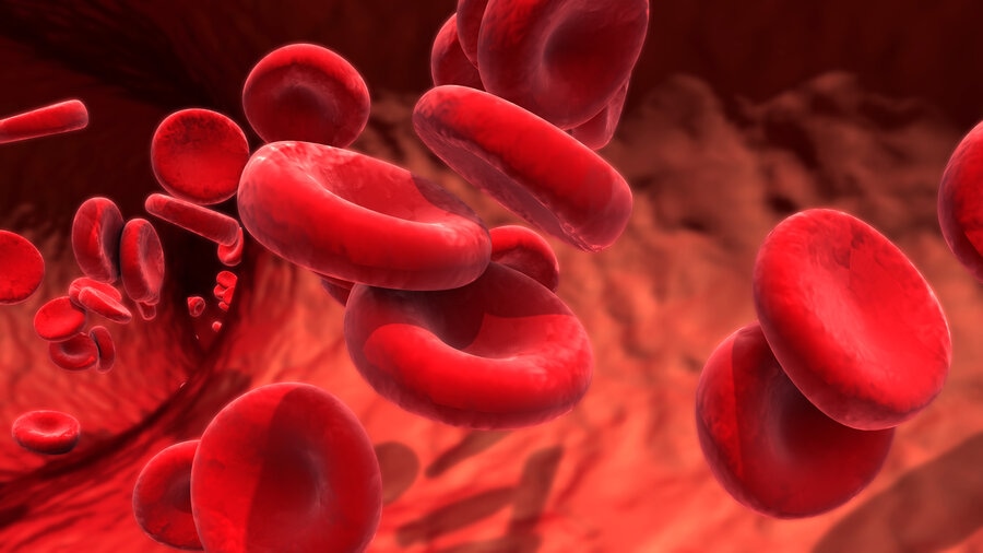 IBTS Red Blood Cells 2022